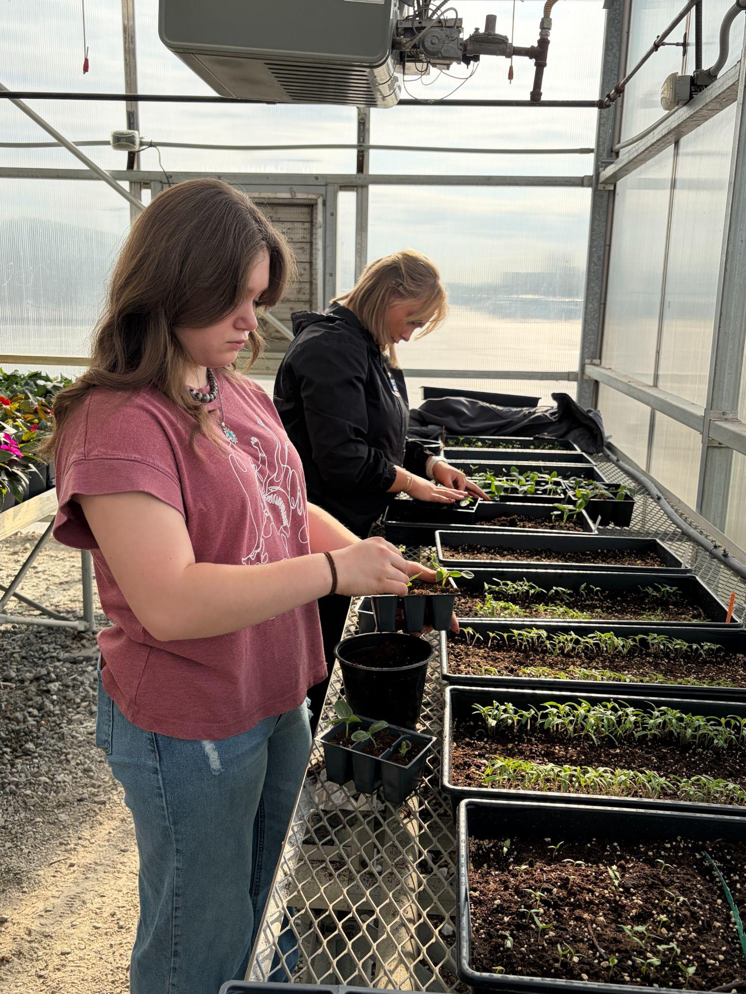 Students tending to seedlings in the greenhouse