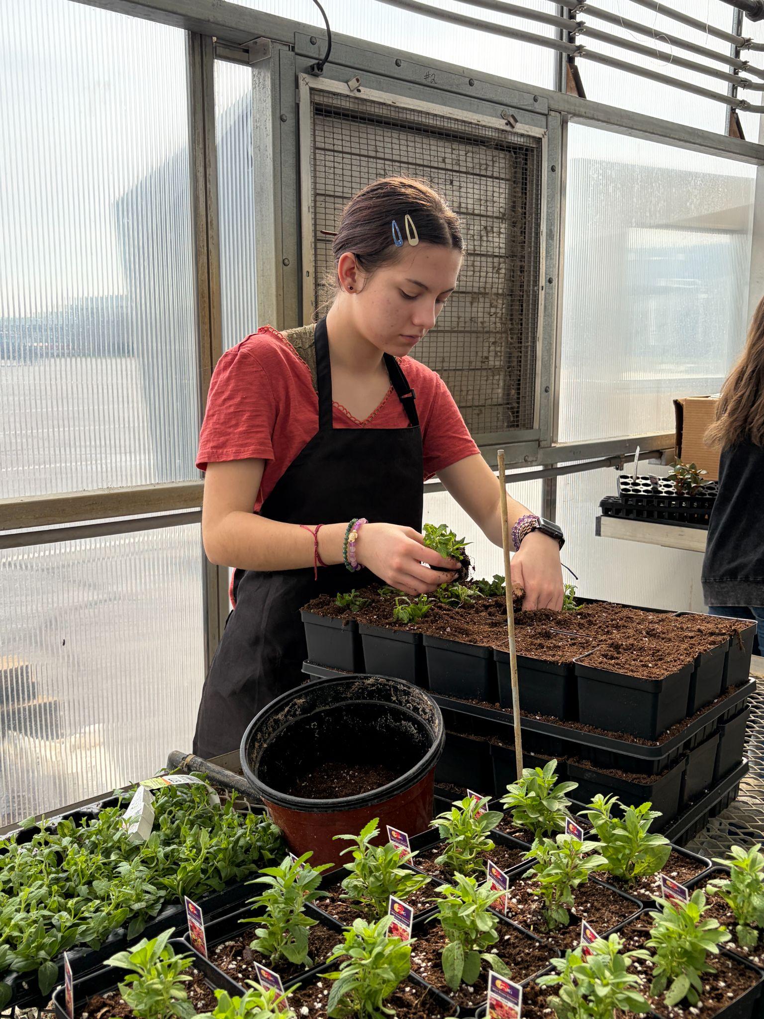 Student transplanting seedlings